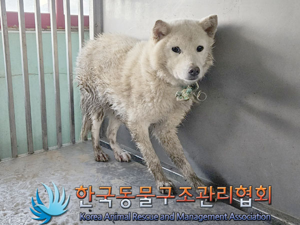 보호중 믹스견의 가…